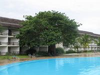  Un baobab au bord de la piscine
